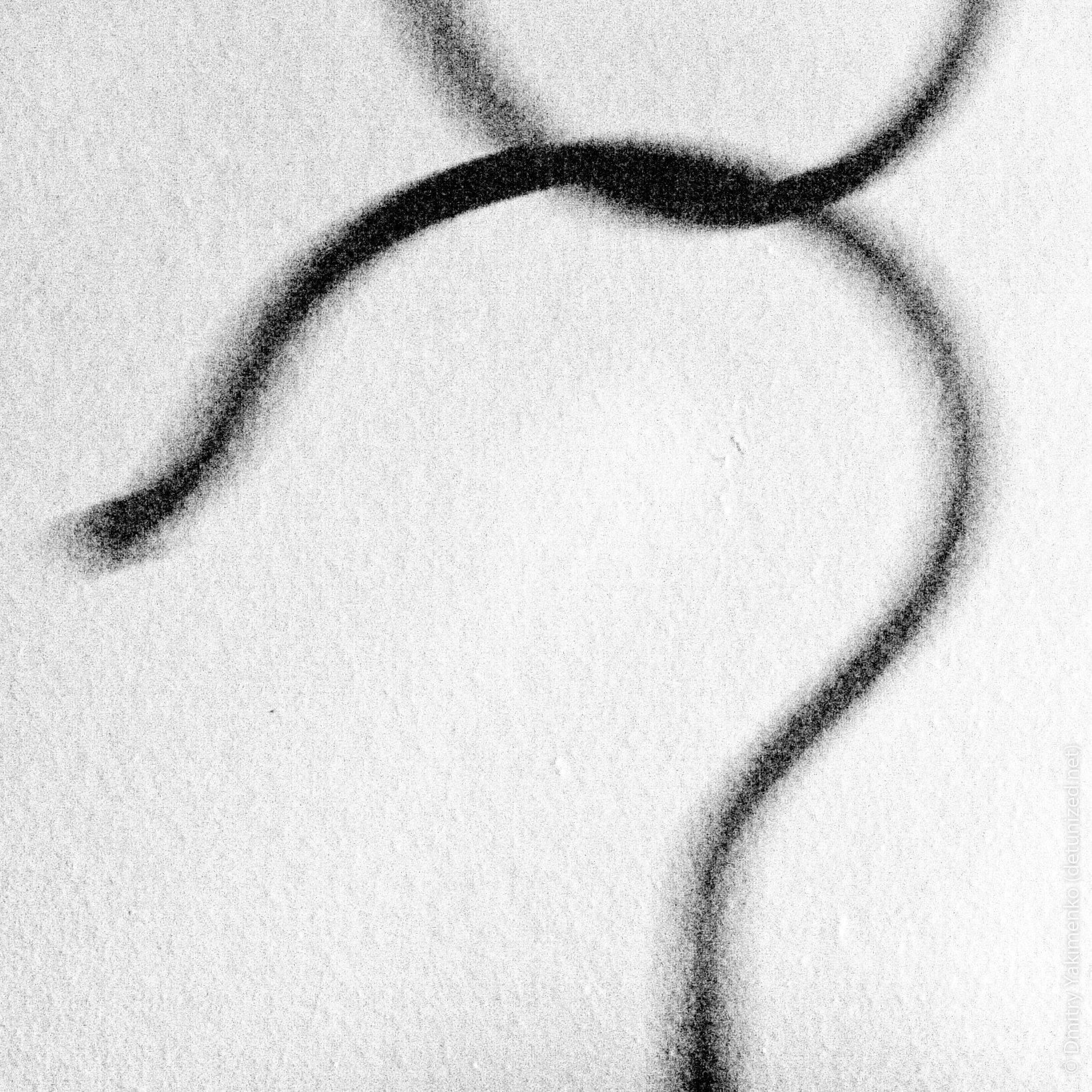 Still Lifes, 2005, photo 19 of 26