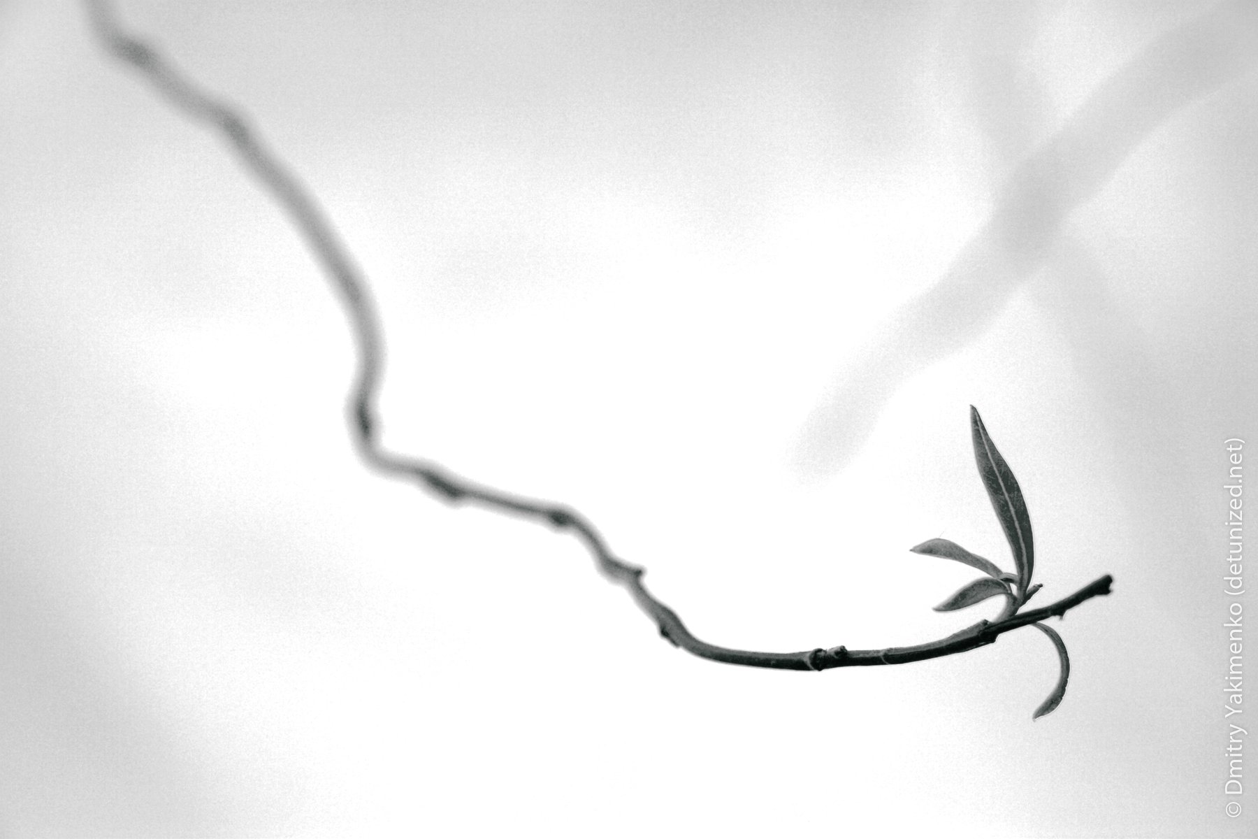 Still Lifes, 2005, photo 26 of 26
