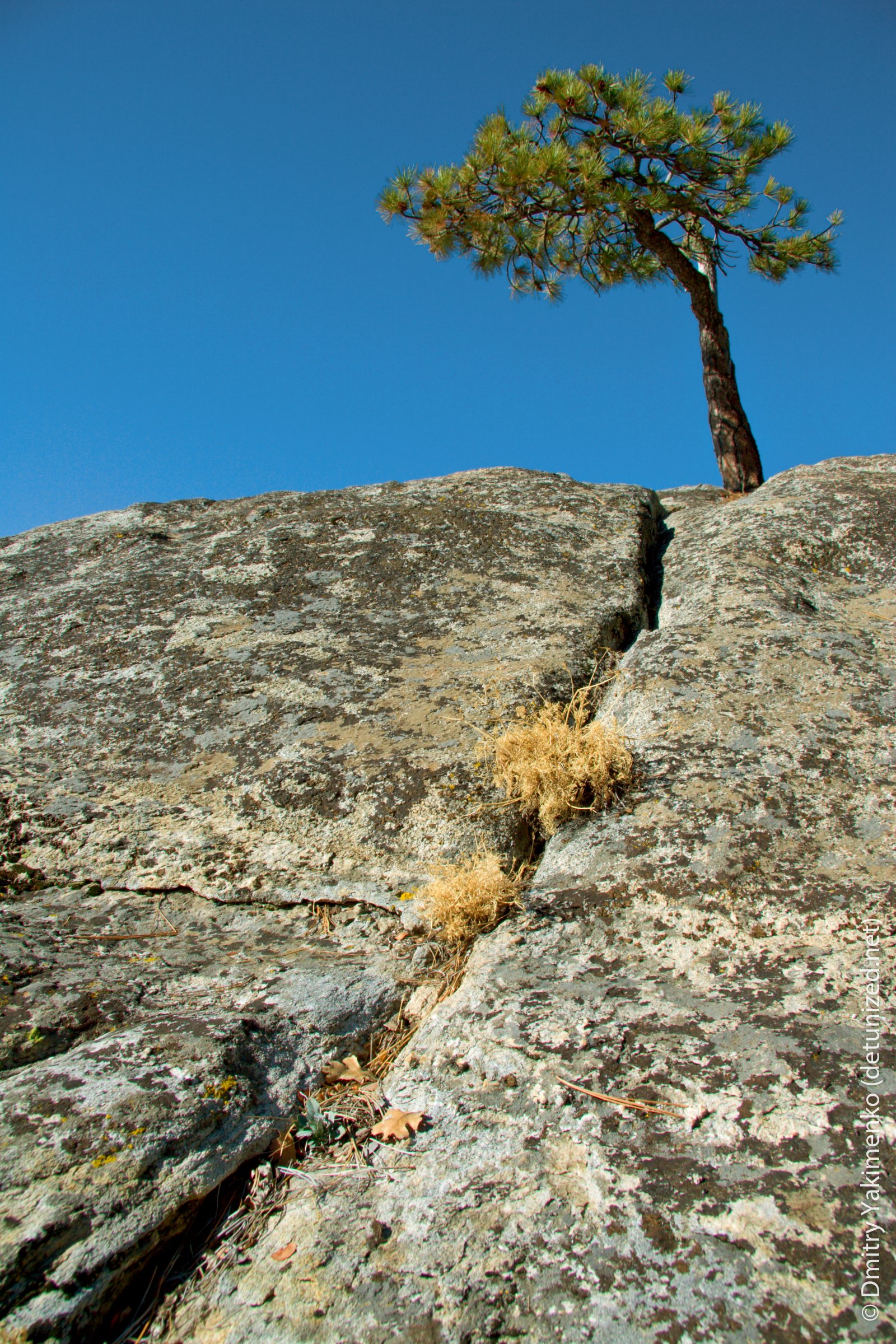 Sequoia, November 2005, photo 2 of 16