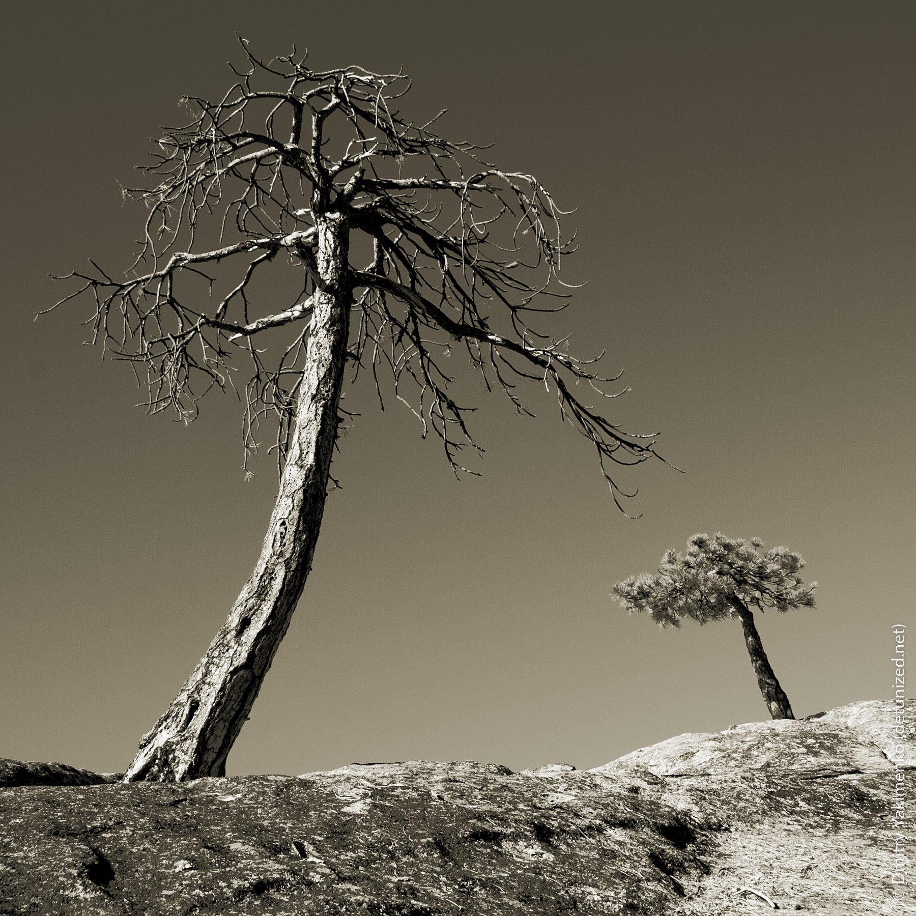Sequoia, November 2005, photo 4 of 16