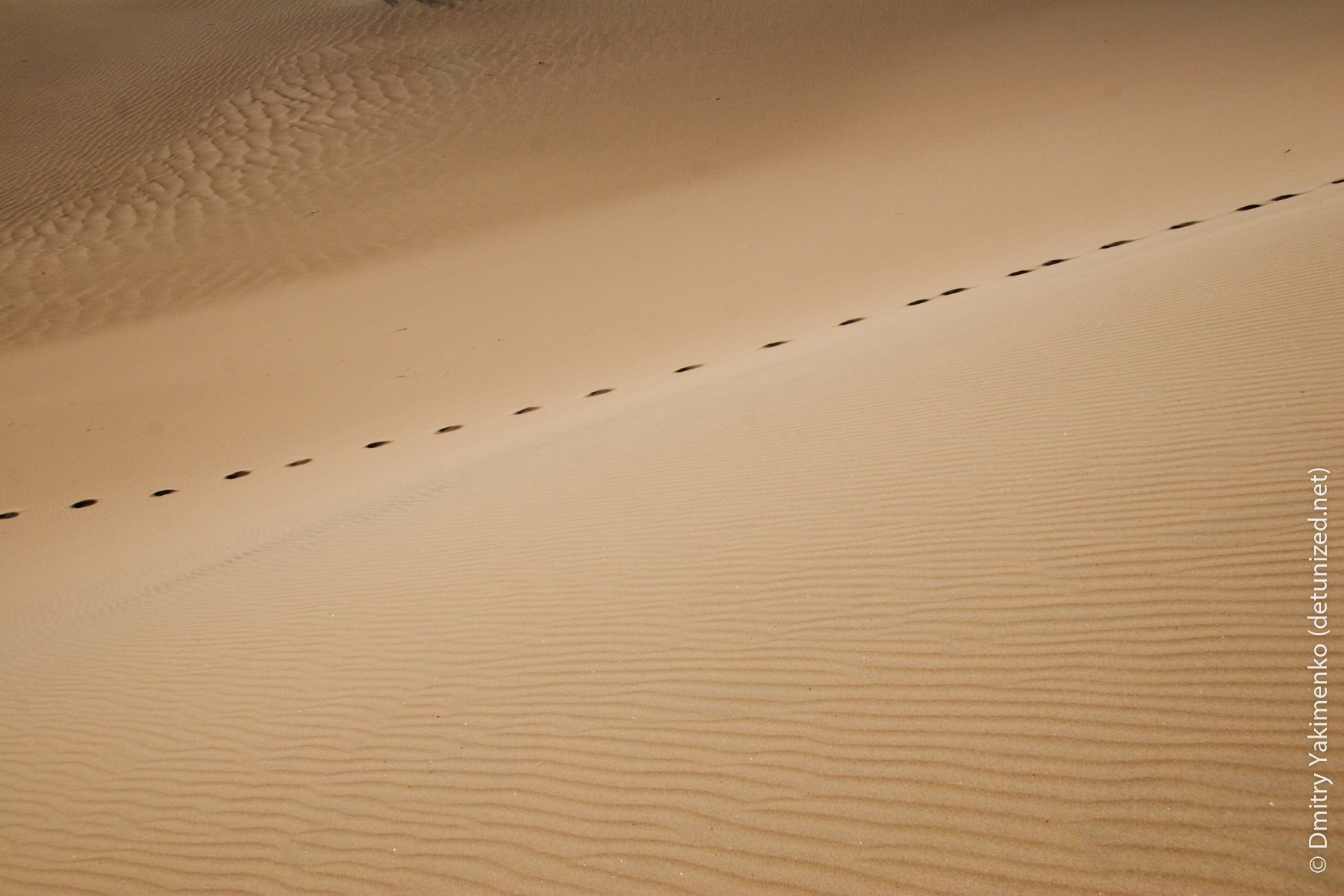 Death Valley, May 2006, photo 11 of 15