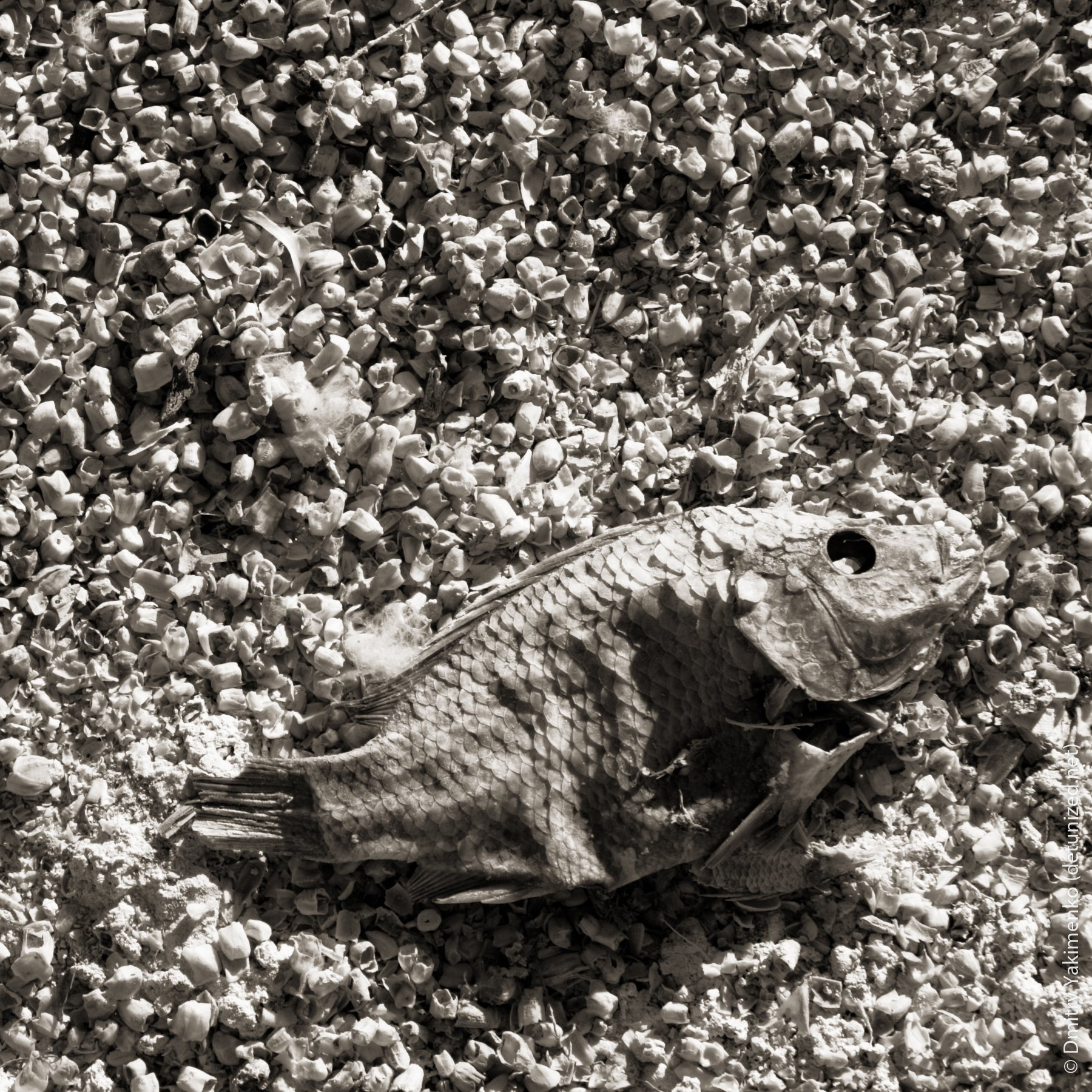 Salton Sea, November 2006, photo 7 of 10