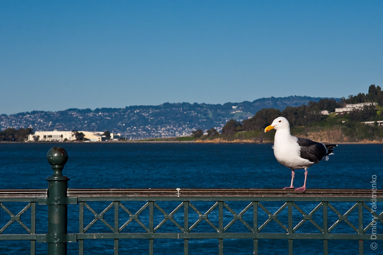 California, March 2009, photo 5 of 26