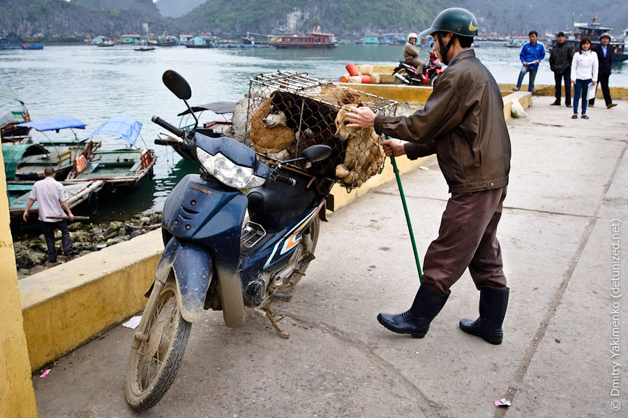 Ha Long Bay, March 2012, photo 21 of 23