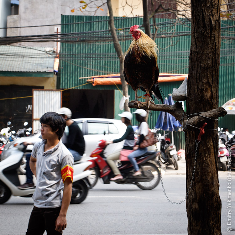 Hanoi Squared, March 2012, photo 23 of 32