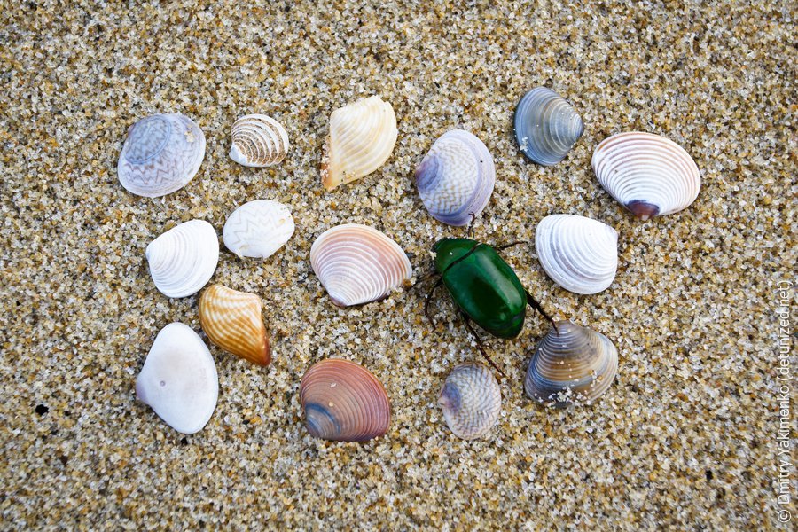 Hoi An Coast, March 2012, photo 11 of 11