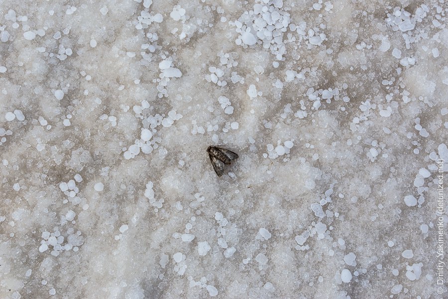Dead Sea, December 2013, photo 11 of 12